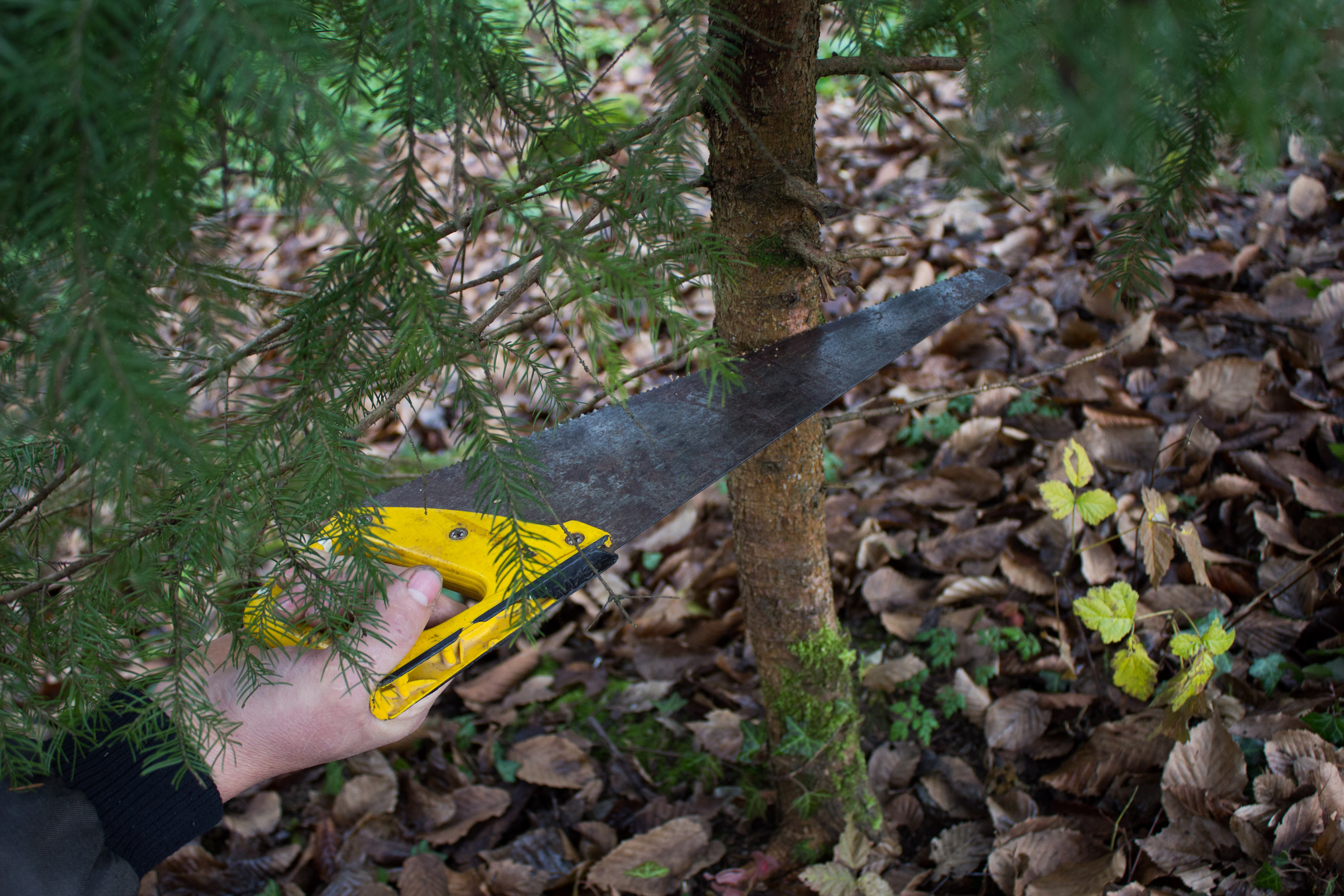 Felling a Christmas tree - Sounds Of Changes